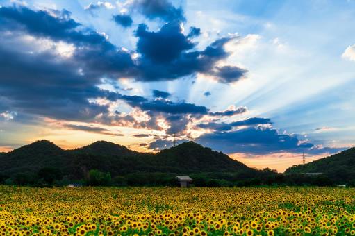 夕方のひまわり 夕方のひまわりの写真