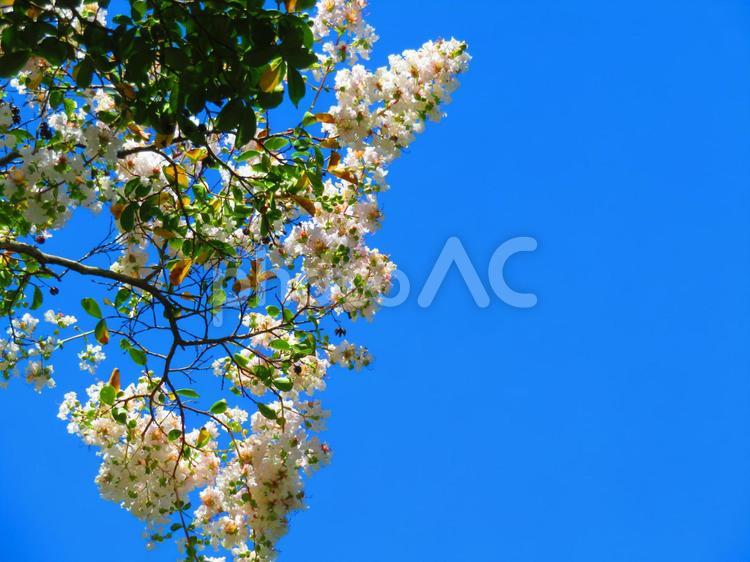 8月上旬の高松市立中央公園のサルスベリの花 背景,百日紅,サルスベリの写真素材