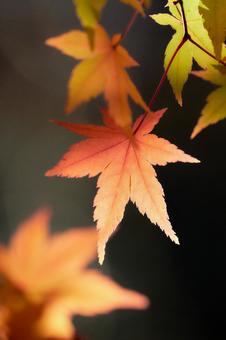 赤オレンジ色に色づくモミジの葉暗い背景 赤オレンジ色に色づくモミジの葉暗い背景 もみじ,紅葉,カエデの写真素材