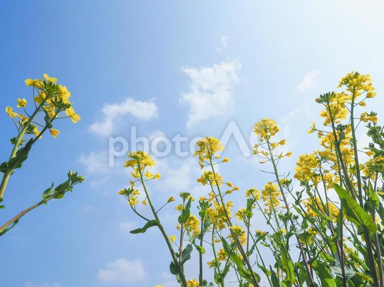 菜の花と青空　春イメージ 3 菜の花,青空,菜の花畑の写真素材