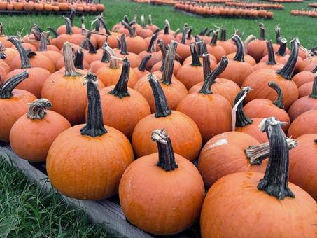 Photo, pumpkin, halloween, church, 