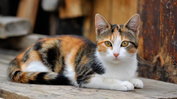 寝そべる三毛猫 寝そべる三毛猫の写真