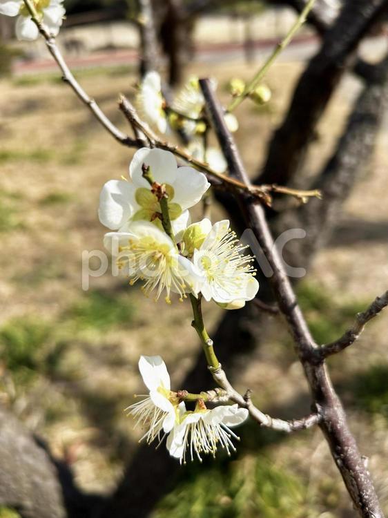 公園に咲く梅の花 梅,春,真っ白の写真素材