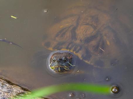 池を泳ぐアカミミガメ 池を泳ぐアカミミガメ アカミミガメ,ミドリガメ,カメの写真素材