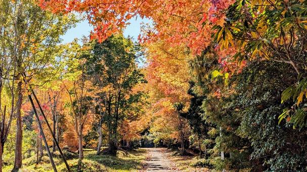 紅葉の散策路の写真