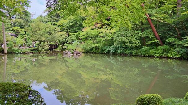新緑の兼六園と青空と池 兼六園,新緑,青空の写真素材