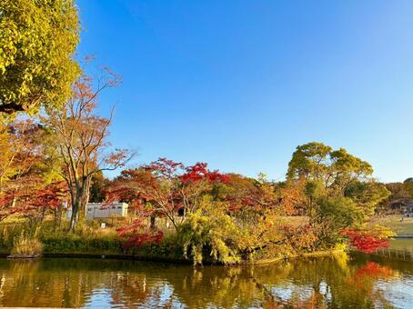 秋の池と紅葉とブルースカイ 青空,空,ブルースカイの写真素材