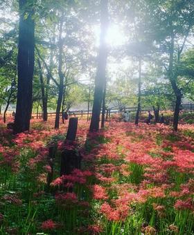 赤の絨毯 赤の絨毯 赤,埼玉県,曼珠沙華の写真素材