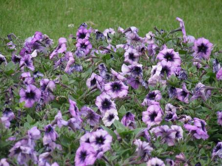 ペチュニアの花 ペチュニアの花の写真