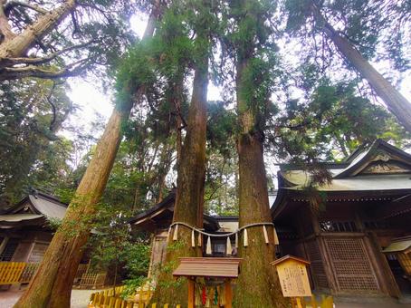 写真素材:宮崎県 高千穂神社の夫婦杉 写真素材:宮崎県 高千穂神社の夫婦杉の写真