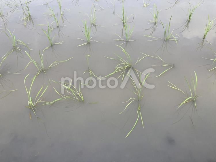 田植えの風景 田植え,田んぼ,風景の写真素材