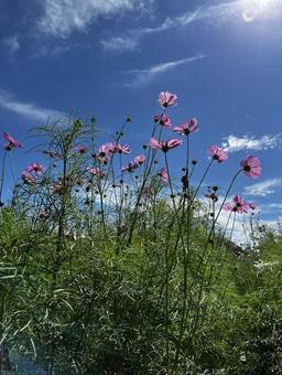 コスモス コスモス コスモス,花,秋桜の写真素材