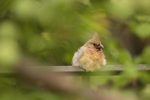 Cardinal juvenile, JPG Cardinal juvenile, JPG