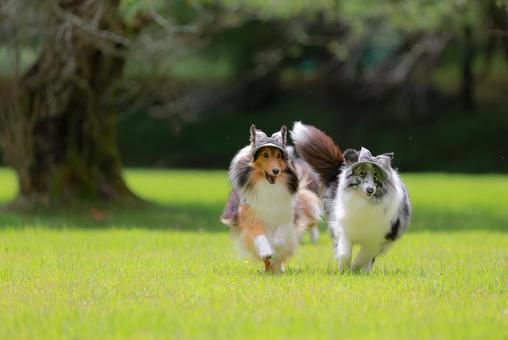 シェルティ シェルティ 犬,シェルティ,ペットの写真素材