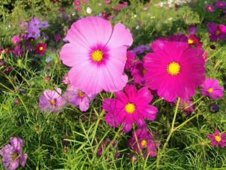 コスモスの写真