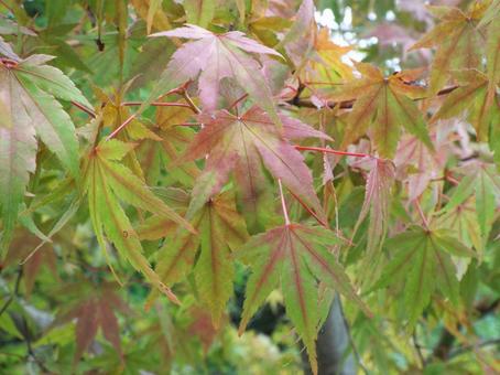 色づき始めた紅葉の葉☺︎ 色づき始めた紅葉の葉☺︎ 紅葉,モミジ,秋の写真素材