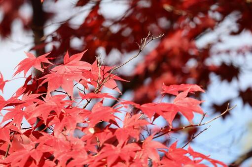 紅葉の葉 紅葉,葉,11月の写真素材
