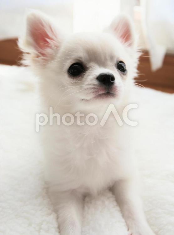 犬友チワワのモモちゃん チワワ,ロングコートチワワ,子犬の写真素材