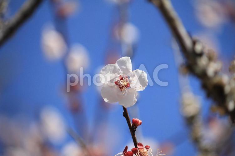 一輪の梅の花 梅,うめ,ウメの写真素材