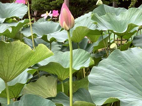 ピンクの蕾 ピンクの蕾の写真