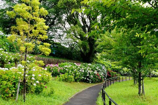 公園の風景 公園の風景 紫陽花,植物,6月の写真素材