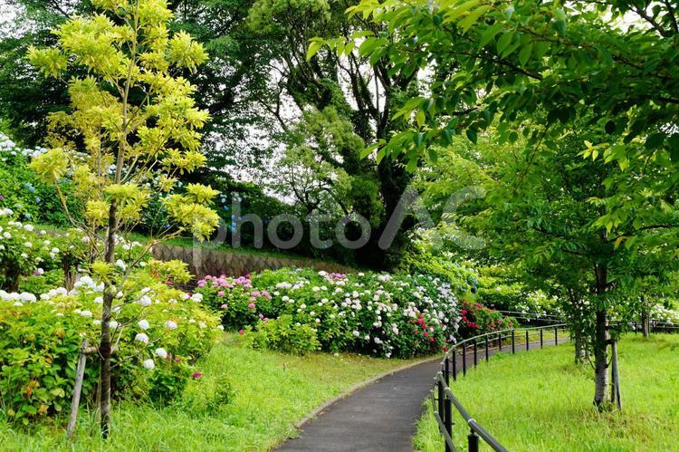 公園の風景 紫陽花,植物,6月の写真素材