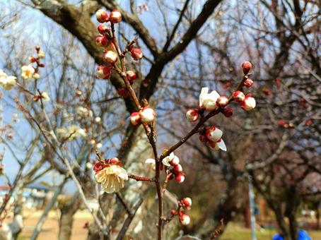 Plum buds, JPG Plum buds, JPG