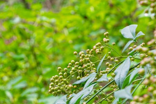 雨上がりの瑞々しい南天の青い実 南天,実,緑の写真素材