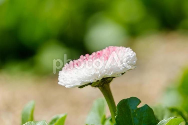 日差しに映えるデージーの花 デージー,花,花びらの写真素材