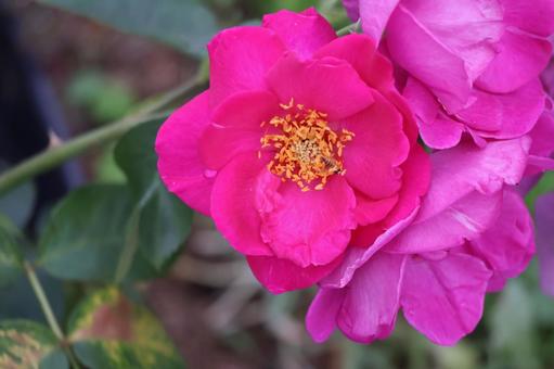 ピンクの花びらの薔薇の花のアップ ピンクの花びらの薔薇の花のアップの写真