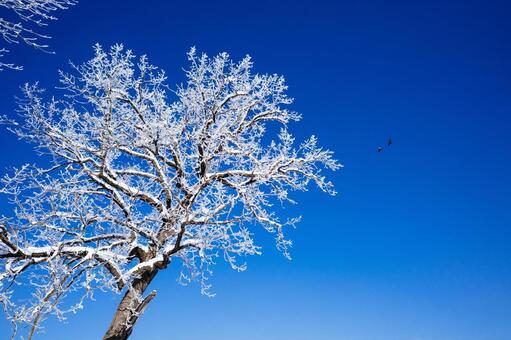 霧氷と青空 霧氷,大木,防風林の写真素材