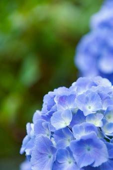 アジサイ2 アジサイ2 紫陽花,あじさい,花の写真素材