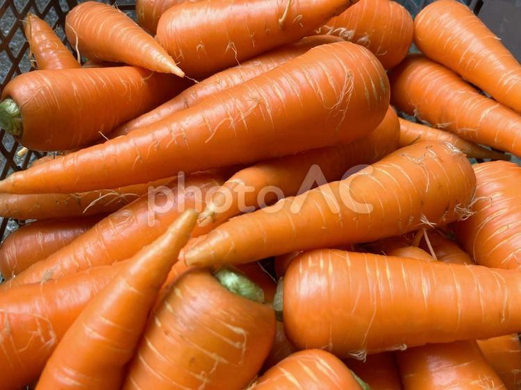 とれたてにんじん にんじん,ニンジン,人参の写真素材