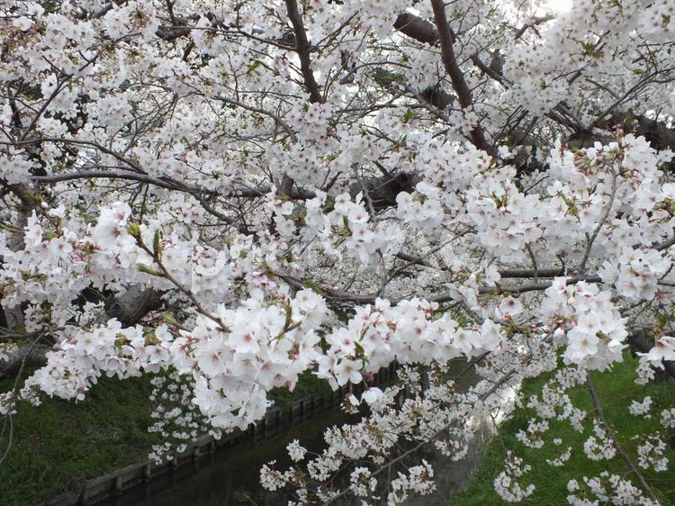 見事に咲いた川岸の桜 桜,花,美しいの写真素材