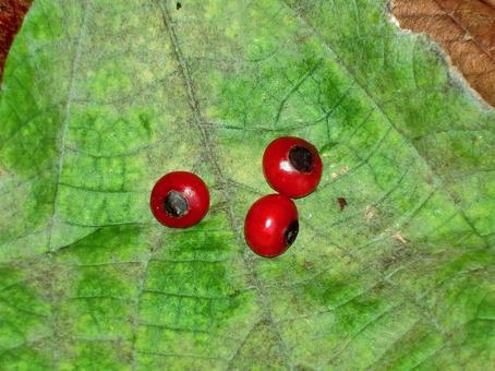 ヤマガシュウの赤い種子 ヤマガシュウ,種子,種の写真素材