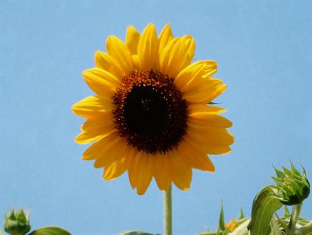 【花の写真】ヒマワリ(向日葵) 【花の写真】ヒマワリ(向日葵)の写真