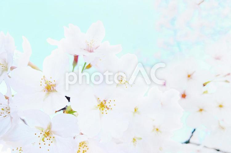 淡い桜の花の背景素材 桜,さくら,サクラの写真素材