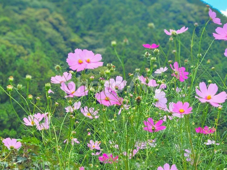秋の草花　山に咲くはコスモス コスモス,山,ピンクの写真素材