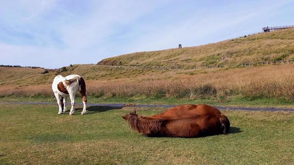 二頭の馬 馬,放牧,乗馬の写真素材