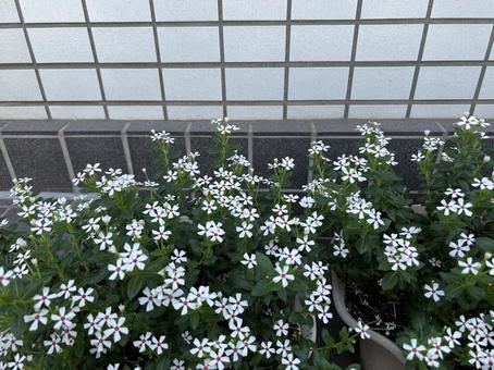 小さなニチニチソウが咲く夏の花壇 小さなニチニチソウが咲く夏の花壇の写真