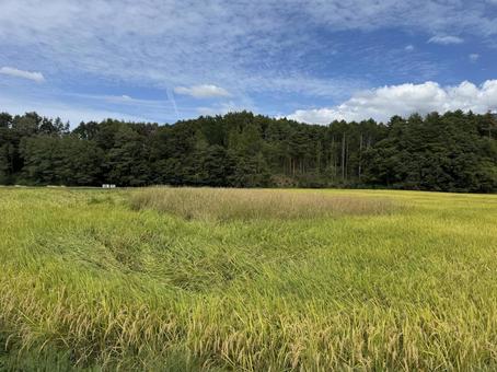 稗の生えた田んぼ(秋) 稗の生えた田んぼ(秋) ヒエ,稗,田んぼの写真素材