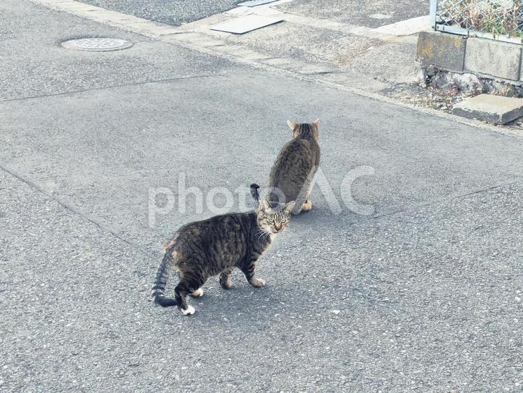 街角の猫たち 猫,動物,catの写真素材
