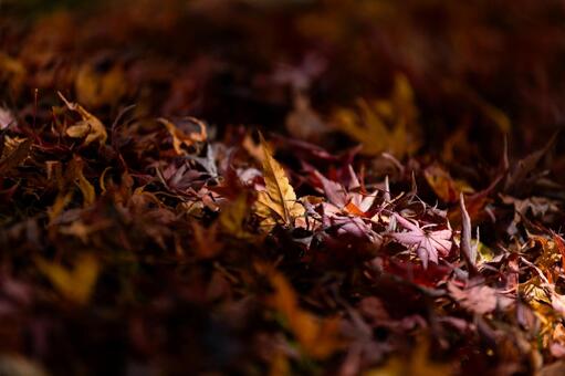 秋09 秋,自然,リーフの写真素材