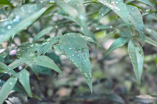 Leaves after the rain, JPG