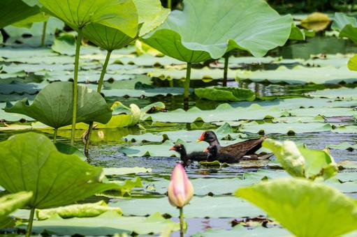バンの子育て⑴の写真