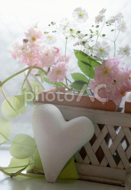 ピンクの薔薇とかすみ草とハート ピンク,ばら,かすみ草の写真素材