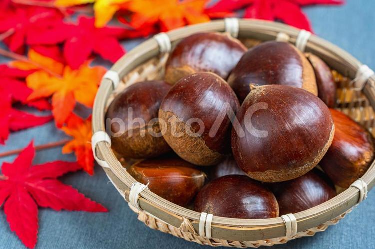 栗と紅葉 栗,愛媛県産,竹ざるの写真素材