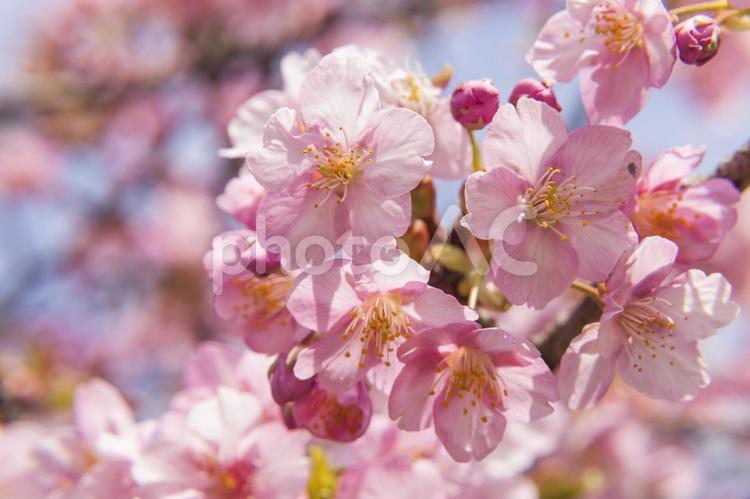 免々田川の桜31（田原市） 桜,河津桜,免々田川の写真素材