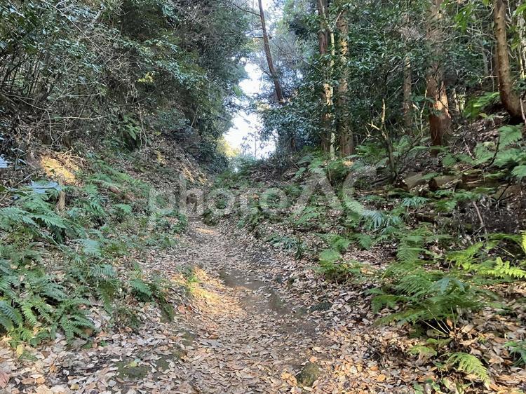 鎌倉朝比奈コースの風景 朝比奈,朝比奈コース,朝比奈切通の写真素材