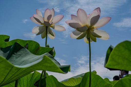 Ancient Lotus Village 2025, JPG Ancient Lotus Village 2025, JPG